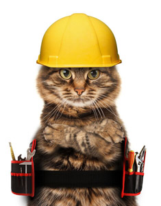 cat with tools